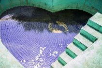 Empty heart-shaped pool — Stock Photo