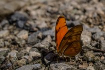 Orange butterfly on rocks — Stock Photo