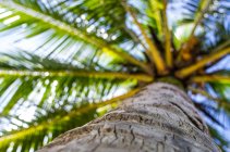 Дерево пальми у Лівінгстон — стокове фото