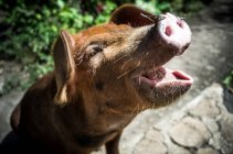 Porco doméstico em Nicarágua — Fotografia de Stock