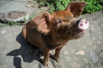 Porco doméstico em Nicarágua — Fotografia de Stock