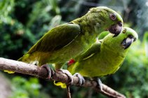 Папуги сидять на гілці — стокове фото