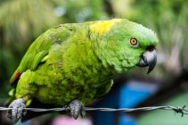 Parrot sitting on wire — Stock Photo