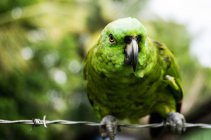 Папуга сидить на дроті — стокове фото