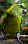 Papagaio verde sentado no ramo — Fotografia de Stock