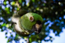 Попугай, свисающий с дерева — стоковое фото