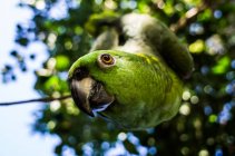 Parrot hanging from tree — Stock Photo