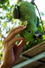 Трогательный зелёный попугай — стоковое фото