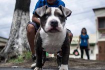 Cão de estimação sentado no asfalto — Fotografia de Stock