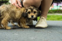 Cachorro em pés de meninas — Fotografia de Stock