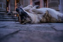 Cão de rua deitado de costas — Fotografia de Stock