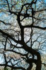 Силуэт ветвей деревьев — стоковое фото