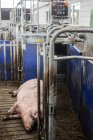 Свиня на промисловій фермі — стокове фото