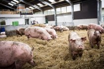 Netherlands Pig farm — Stock Photo