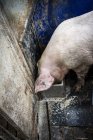 Pig at industrial farm — Stock Photo