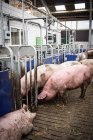 Домашні свині на промисловій фермі — стокове фото