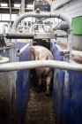 Porcs domestiques à la ferme industrielle — Photo de stock