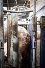 Промышленные свинофермы — стоковое фото