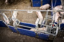 Промышленные свинофермы — стоковое фото