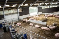Schweine im Heuboden auf Bauernhof — Stockfoto