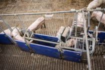 Industrial pig farm — Stock Photo