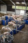 Porcs en surface de foin à la ferme — Photo de stock