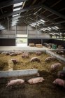 Свині на поверхні сіна на фермі — стокове фото