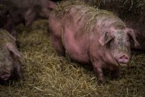 Свиня на промисловій фермі — стокове фото