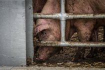 Cochon en cage à la ferme — Photo de stock