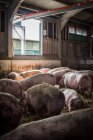 Cerdos en superficie de heno en la granja - foto de stock