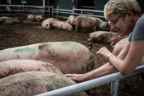 Netherlands Pig farm — Stock Photo