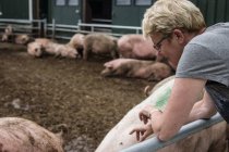 Países Baixos Exploração de suínos — Fotografia de Stock