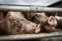 Cerdos domésticos en granja industrial - foto de stock