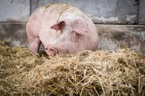 Розовая свинья в сене — стоковое фото