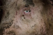 Gros plan des yeux bleus cochon — Photo de stock