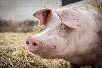 Рожевий свиня гримаси — стокове фото