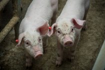 Cerdos domésticos en granja industrial - foto de stock