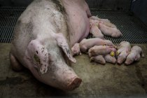 Свиньи пьют молоко из мамочкиной свиньи — стоковое фото