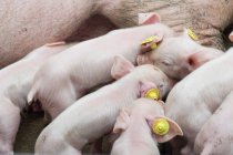 Piglets drinking milk from mommy pig — Stock Photo