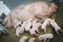Lechones que beben leche de mami cerdo - foto de stock