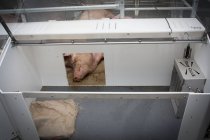 Свинья на промышленной ферме — стоковое фото