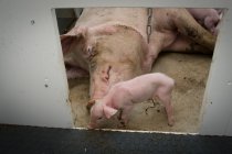 Свиньи пьют молоко из мамочкиной свиньи — стоковое фото