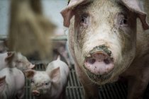 Domestic pigs at industrial farm — Stock Photo