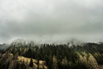 Bosque montañoso nublado - foto de stock