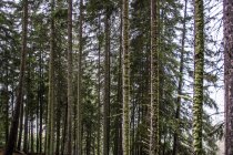 Árvores de abeto na montanha — Fotografia de Stock