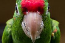 Perroquet vert, gros plan — Photo de stock