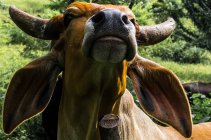 Домашняя корова, Никарагуа — стоковое фото