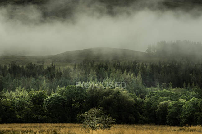 Lush green hillsides in fog — Stock Photo