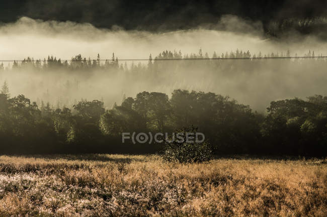 Lush green hillsides in fog — Stock Photo
