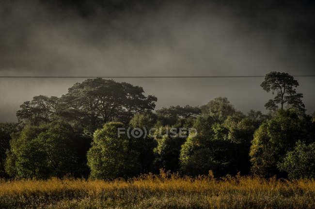 Collines vertes luxuriantes dans le brouillard — Photo de stock